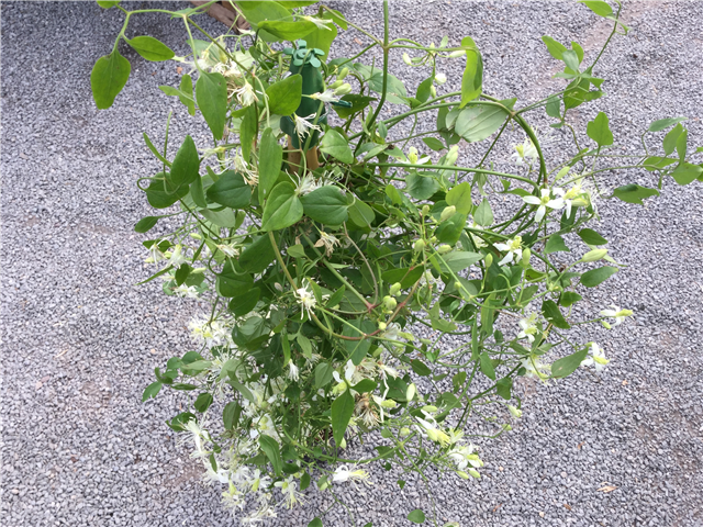 Clematis Flammula