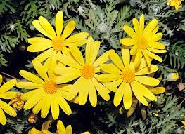 Euryops pectinatus 2Ltr