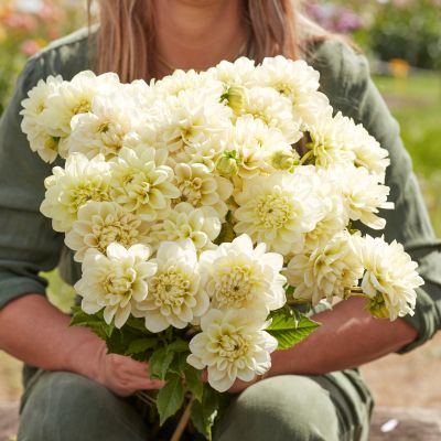 Dahlia Caramel Antique 3ltr
