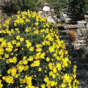 Euryops pectinatus 'Silver Star' 3ltr