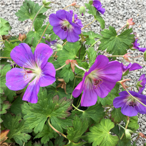 Geranium 'Rozanne' 3ltr