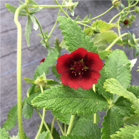 Potentilla Monarch's Velvet 2ltr