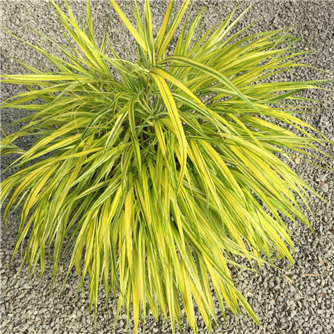 Hakonechloa macro 'Aureola' 2L