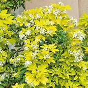 Choisya ternata 'Sundance' 2ltr