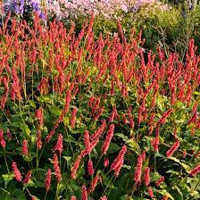 Persicaria amplexicaulis 'Firetail' 2ltr