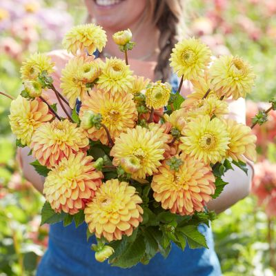 Dahlia Bronze Glory 2ltr