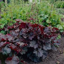 Heuchera 1Ltr