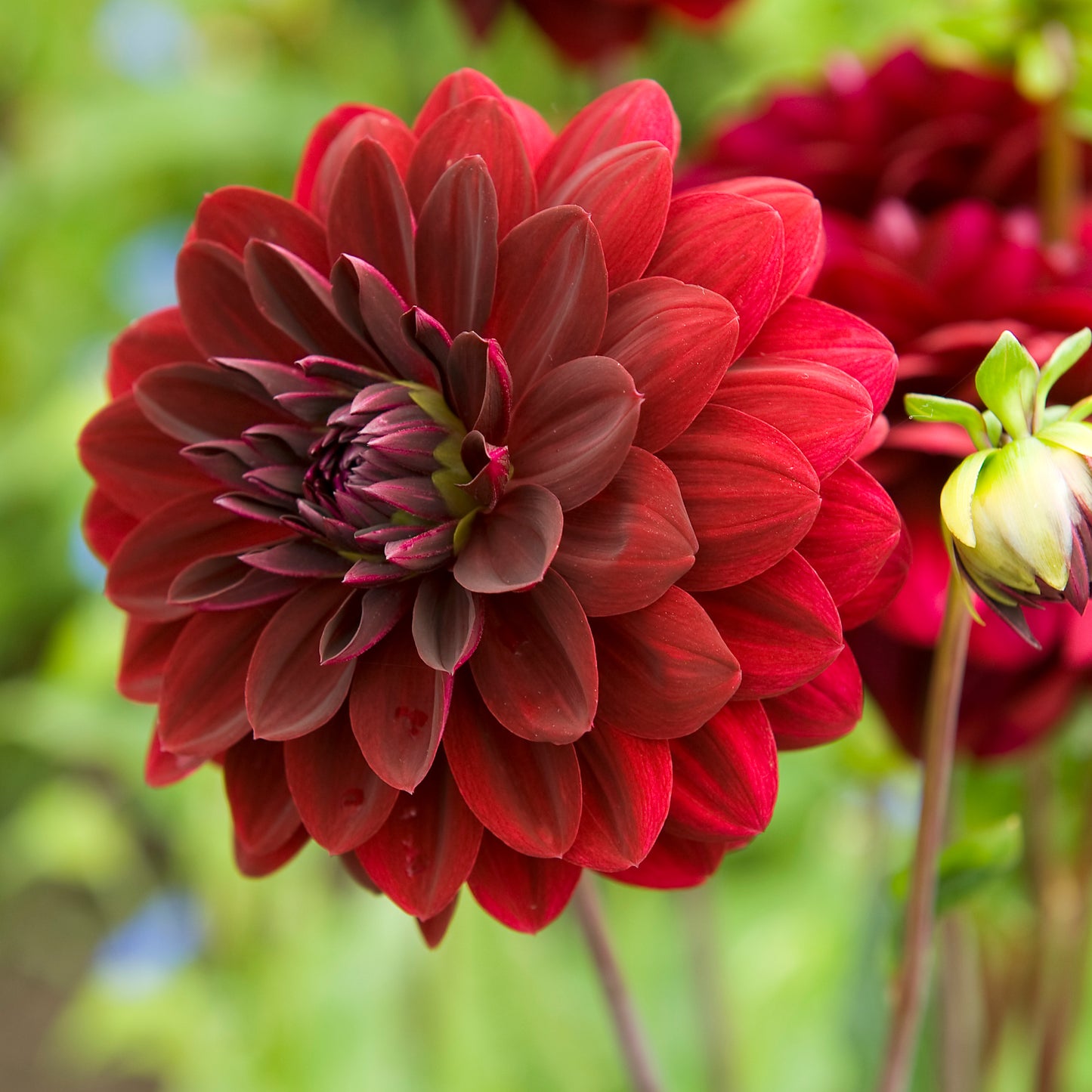Dahlia Arabian Night