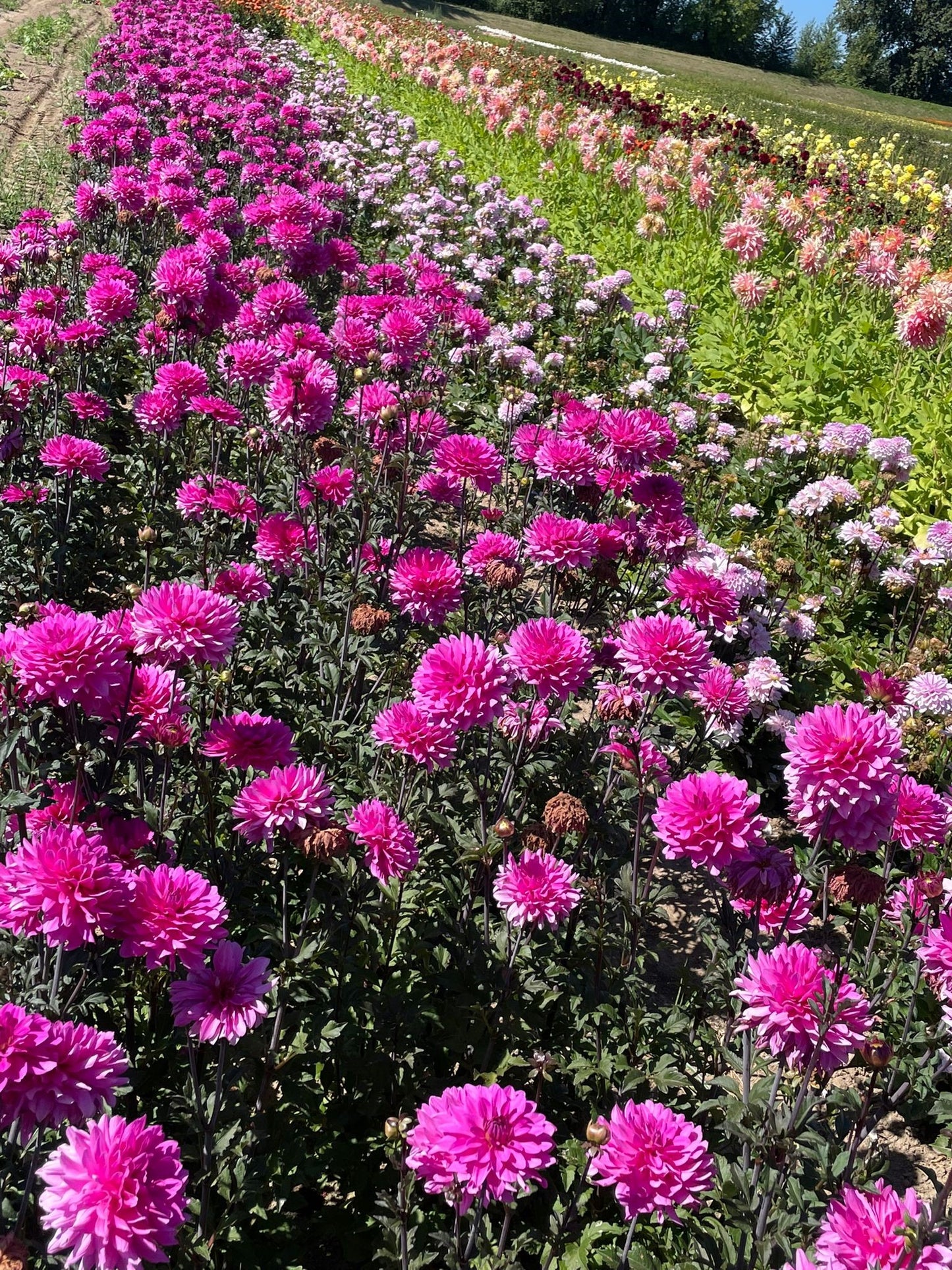 Dahlia Bizon Purple Lady