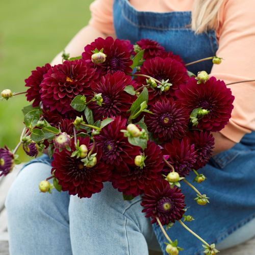 Dahlia Black Lars