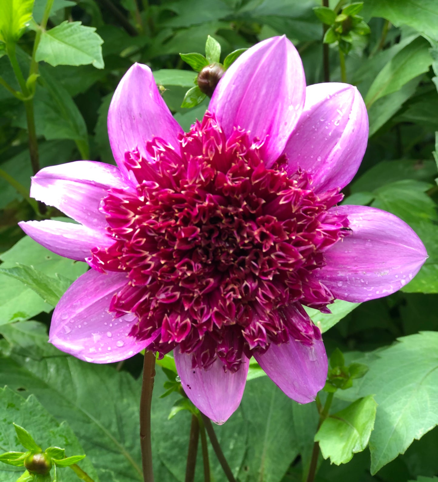 Dahlia Blue Bayou