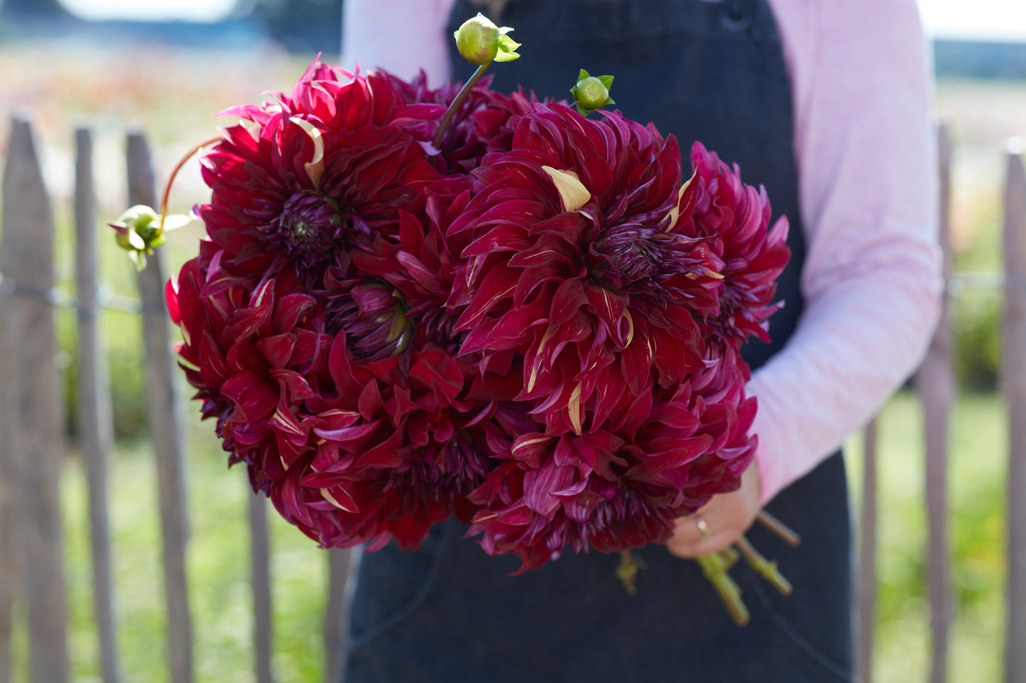 Dahlia Bohemian Spartacus