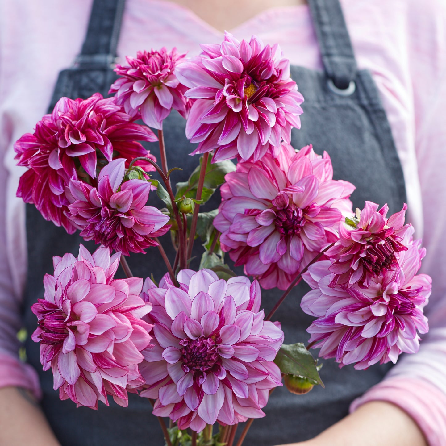 Dahlia Cranberry Classic