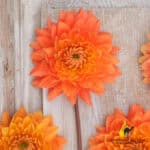 Dahlia Salmonette