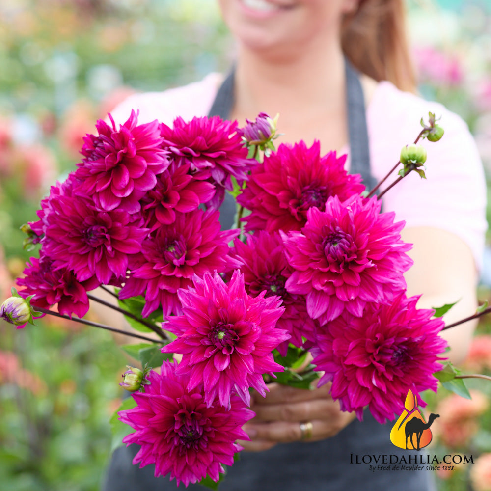 Dahlia Fuchsia Charm