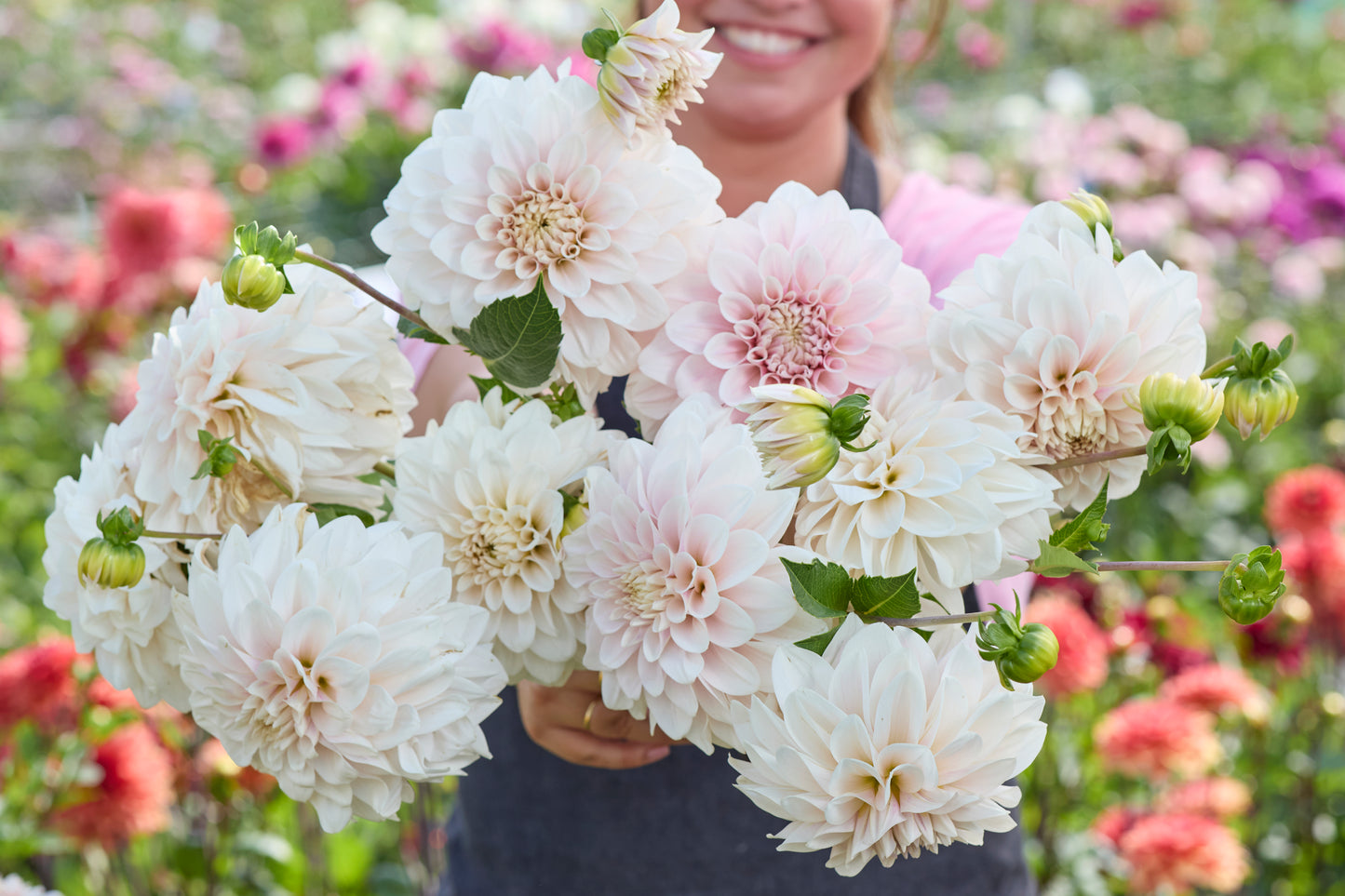 Dahlia Glossy Carlita
