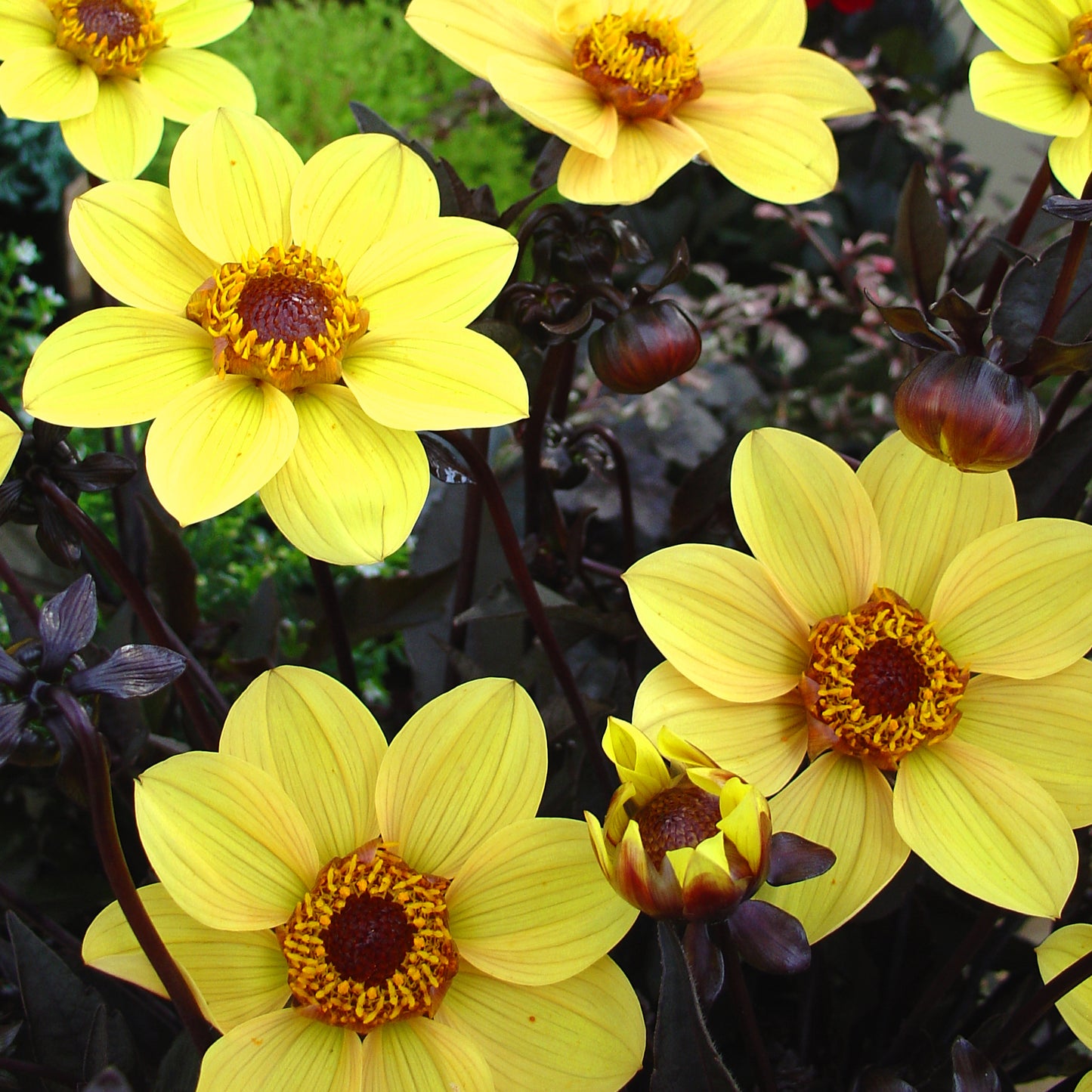 Dahlia Happy Single Party