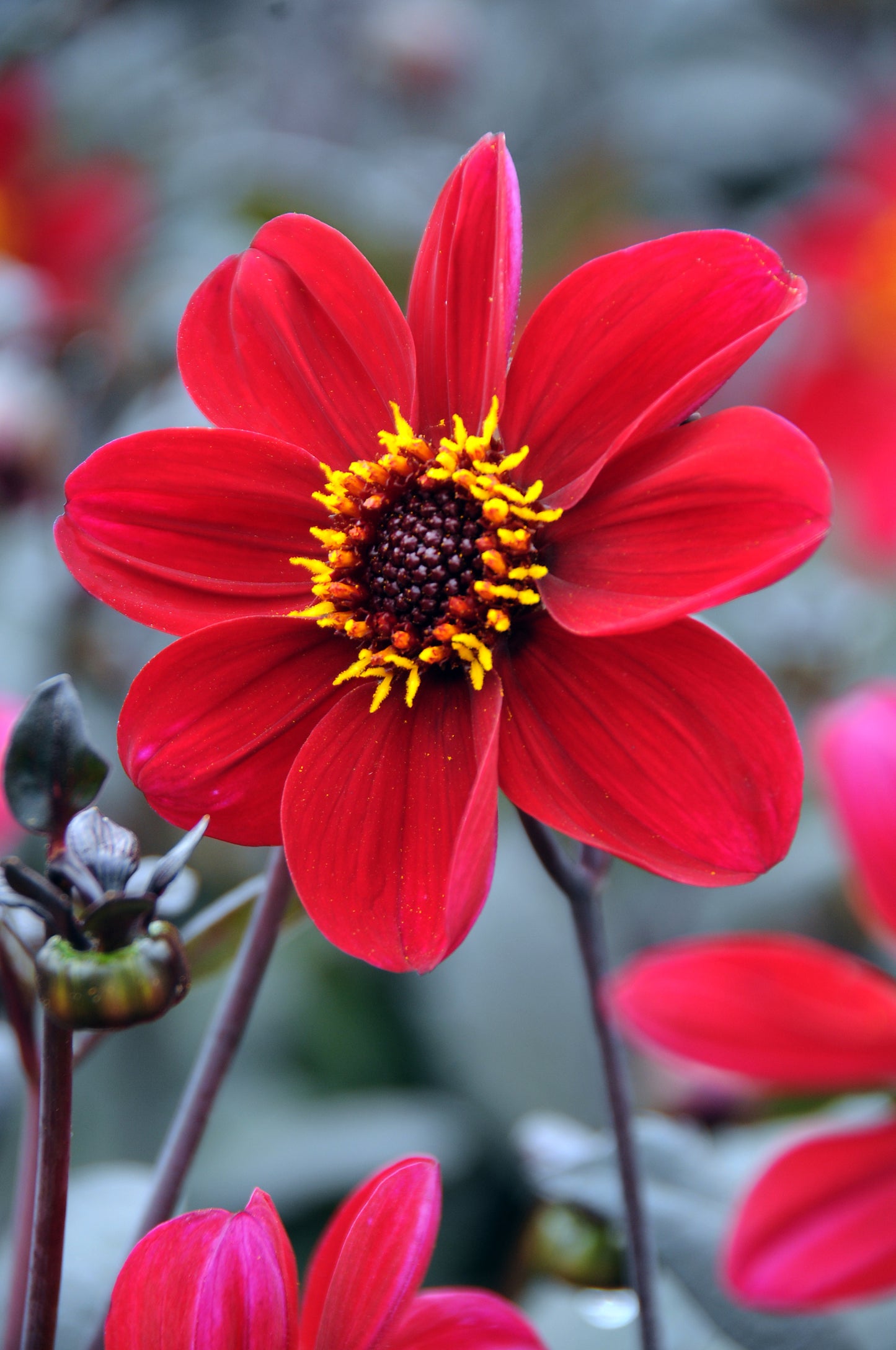 Dahlia Happy Single Romeo
