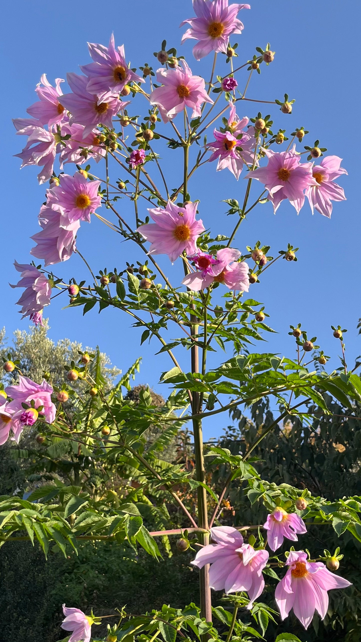 Dahlia Imperialis