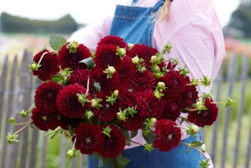Dahlia Maroon Fox
