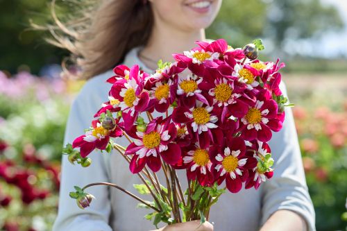 Dahlia Mary Evelyn (Collerette)
