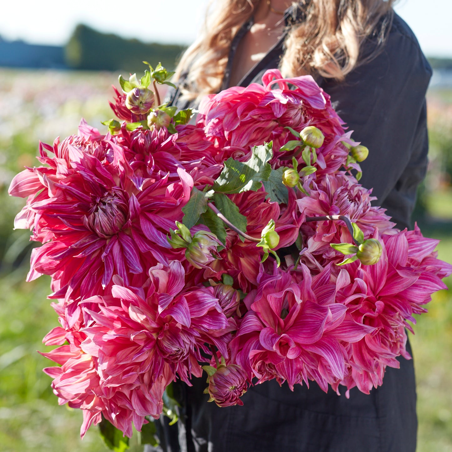 Dahlia Penhill Dark Monarch