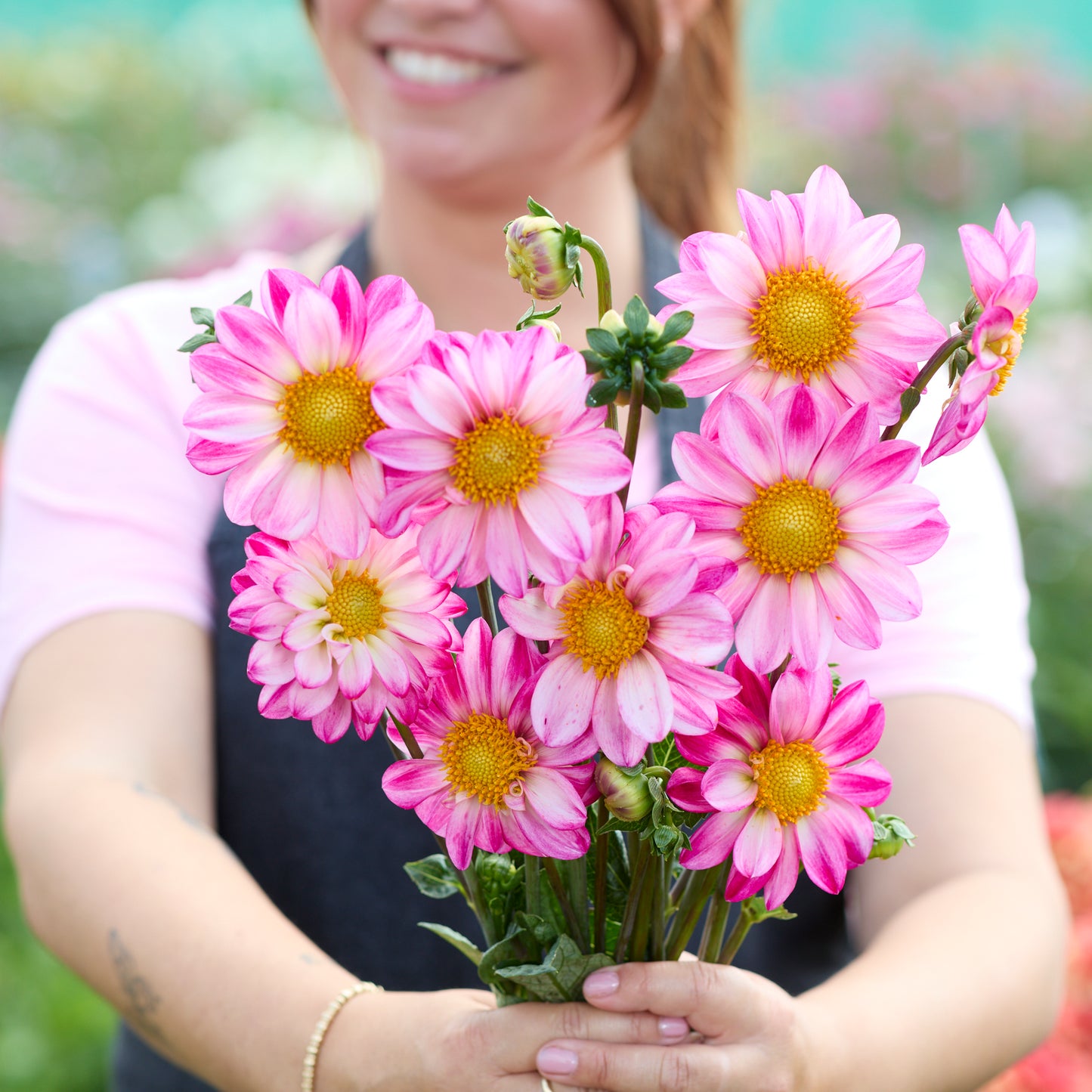 Dahlia Pink Emperor