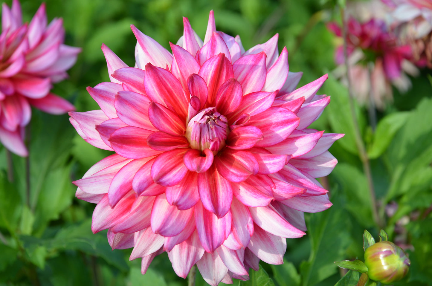 Dahlia Pinkie Swear
