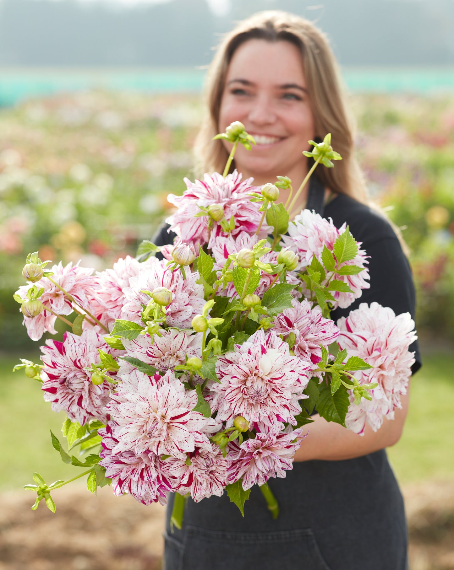 Dahlia Prince Vaillant