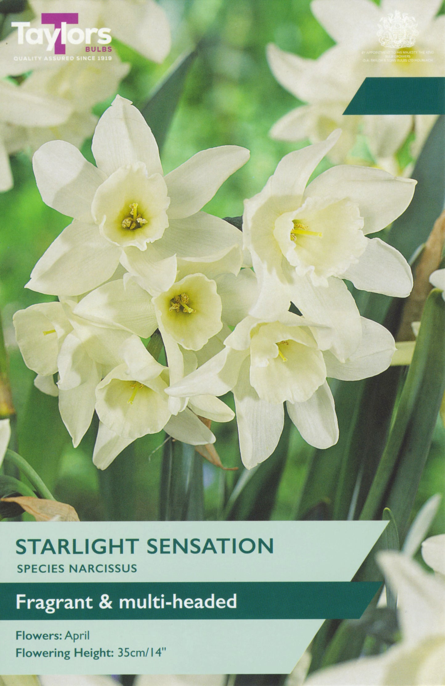 Narcissus Starlight Sensation