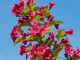 Weigela 'Bristol Ruby' 3 Ltr