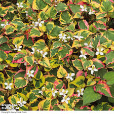 Houttuynia cordata 'Chameleon' 1L