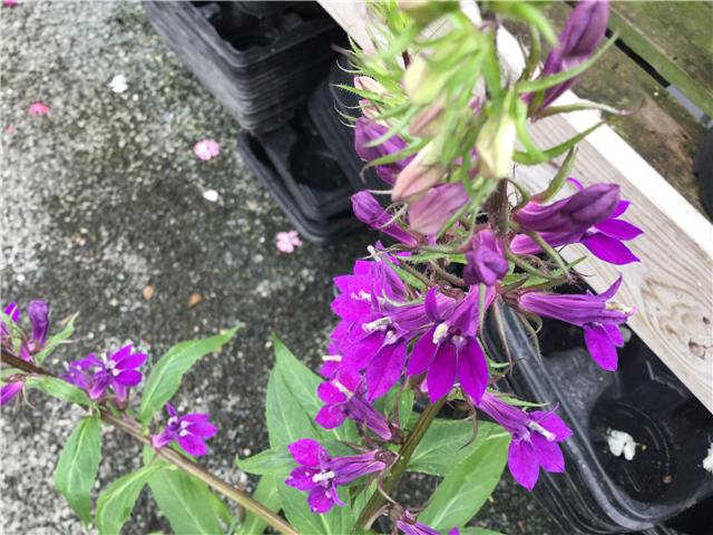 Lobelia X Gerardii Vedrarienis 3L