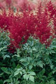 Astilbe 'Black Pearls' 5ltr
