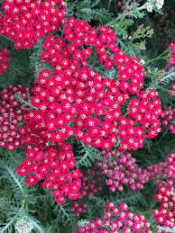 Achillea millefolium 'New Vintage White' 3L