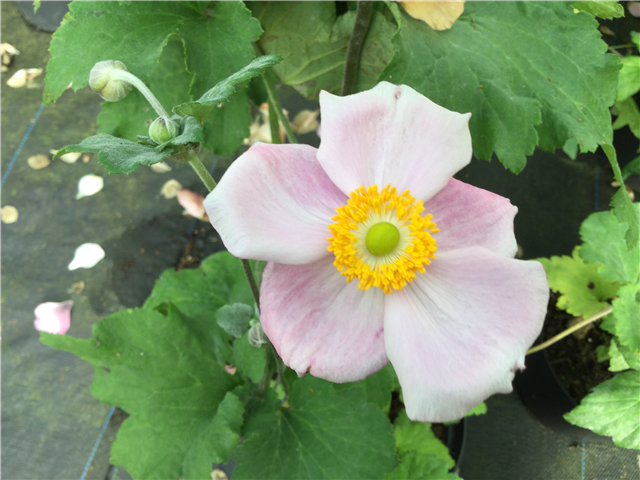 Anemone x hybrida 'Richard Ahrens' 3L