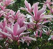 Magnolia 'George Henry Kern' 3ltr