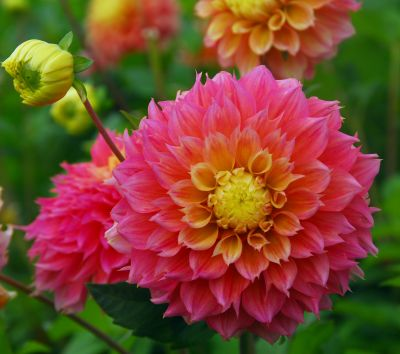 Dahlia Kogane Fubuki 2ltr