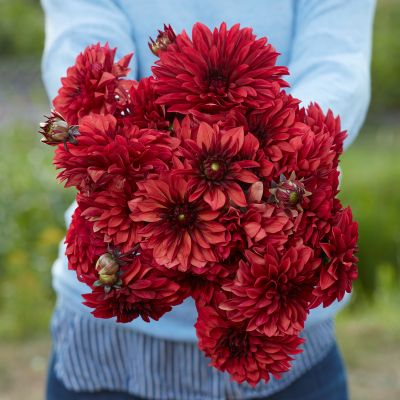 Dahlia Dark Leaf Mix C5