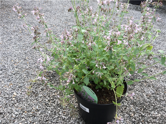 Nepeta racemosa 'Amelia'
