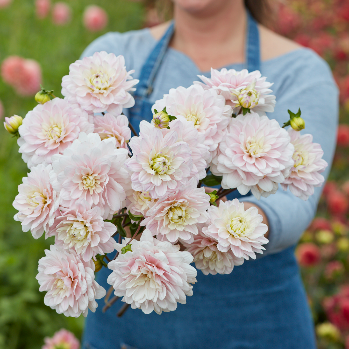 Dahlia Silver Years 3ltr