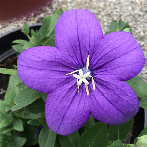 Platycodon Blue 2ltr