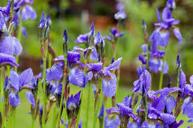 Iris sibirica (blue) 5ltr