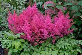Astilbe 'Elizabeth Bloom' 5ltr