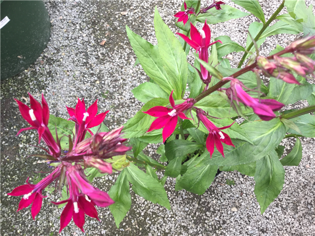 Lobelia x speciosa 'Sparkling Ruby' 3L