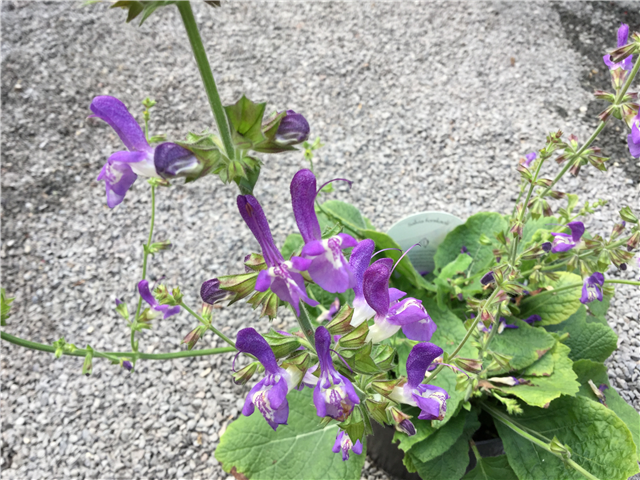 Salvia forreri 2L
