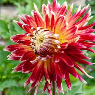 Dahlia 'Akita' 2ltr