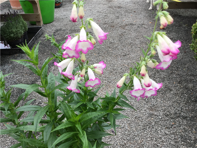 Penstemon Laura 3L