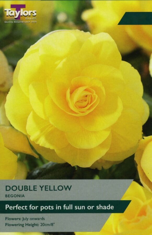 Begonia Double Yellow