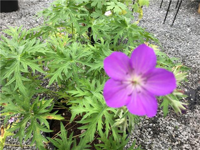 Geranium clarkei 'Kashmir Purple' 3L